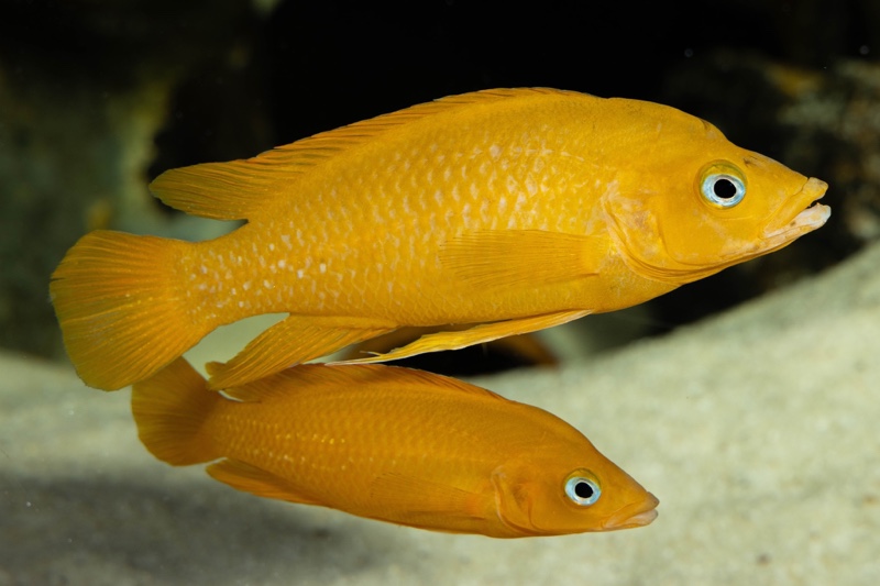 Neolamprologus leleupi 'Talama'